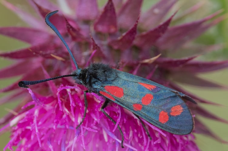 Six-spot Burnet Moth - Zygaena filipendulae - Geoff Foale 