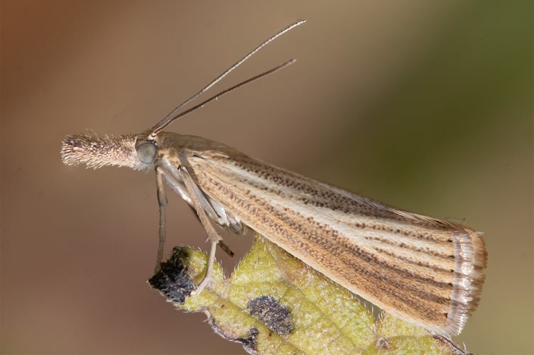 Common Grass-veneer - Agriphila tristella  - Geoff Foale 