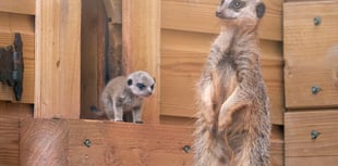 New meerkats thrive at Dartmoor Zoo
