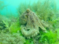 Octopus Blooms off SW coast threaten fishing industry