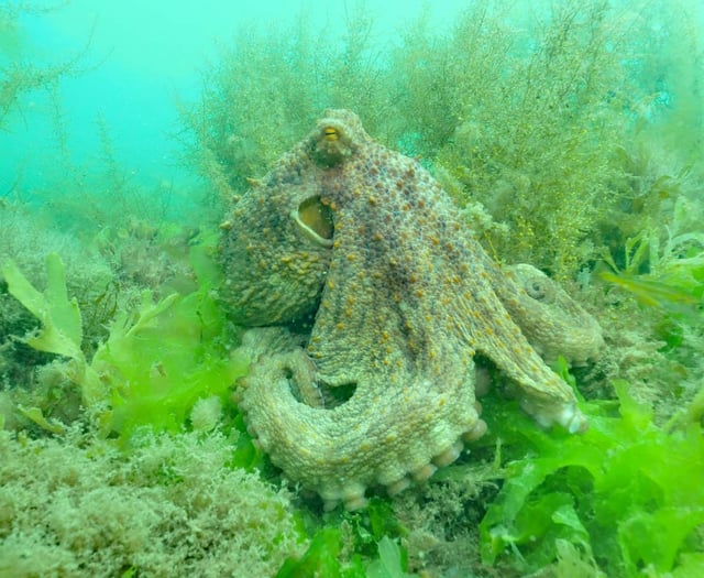 Octopus Blooms off SW coast threaten fishing industry