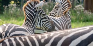 Grant’s Zebras charm visitors at Dartmoor