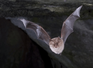 Lesser horseshoe bat in full flight