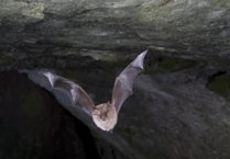 Explore nature at Sunset Bat Walk on May 14