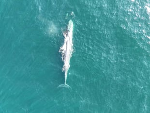 Fin whales and dolphins spotted off Devon