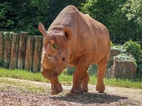Zoo mourns loss of Mani the Rhino
