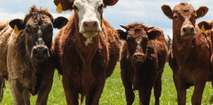 “British farmers deserve better”, says Voaden