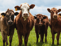 “British farmers deserve better”, says Voaden