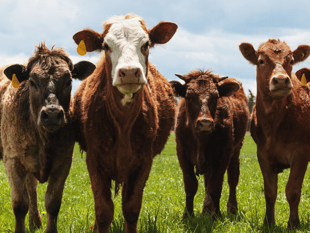 “British farmers deserve better”, says Voaden