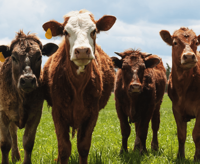 “British farmers deserve better”, says Voaden