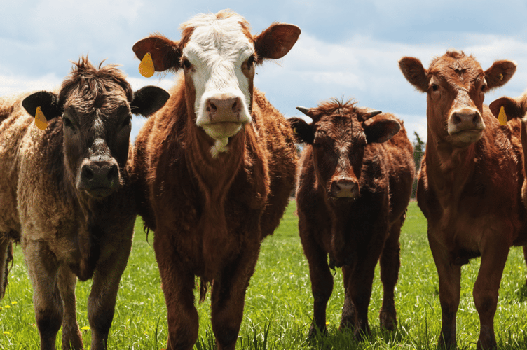 Small herd of beef cattle.
