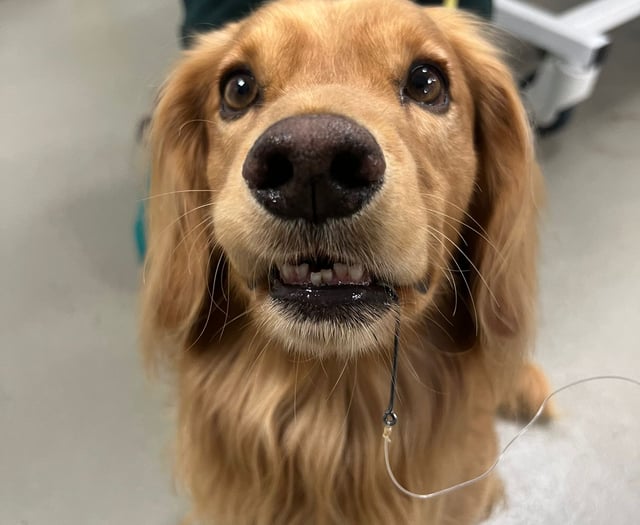 Tails from South Moor | by Veterinarian Lucy Morrison