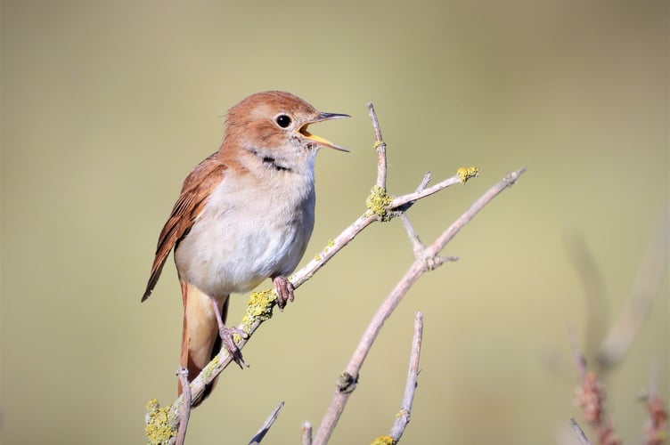 Nightingales were once more common - Image by Peter Kasteren van from Pixabay