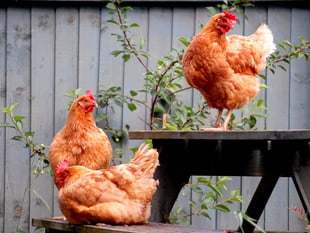 Devon residents urged to adopt hens with British Hen Welfare Trust
