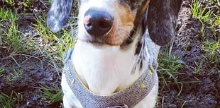 Tails from South Moor by Vet Will McMullan