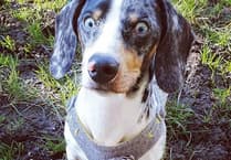 Bertie's Amazing Recovery at South Moor