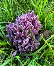Exploring Devon’s Hidden Kingdom by Professor Mark Ramsdale