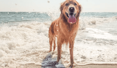 Local vet practices launch new app targets dog arthritis