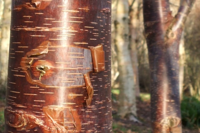 Paul Bartlett: The beauty of birch