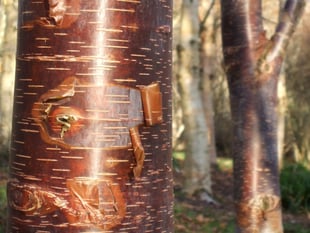 Paul Bartlett: The beauty of birch