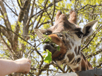 Zoo pledges ‘animals first’ amid sale reports