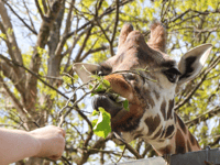Zoo pledges ‘animals first’ amid sale reports