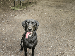 Tails from South Moor | Silly Goose by vet Lilly Cross