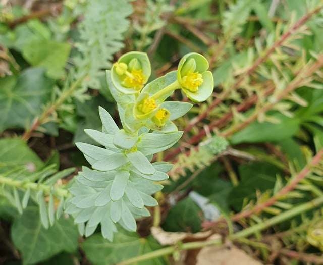 Nature Diary by Alice Henderson | Botany on the Beach