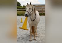 Kingsbridge woman raises money for therapeutic animal charity Sirona