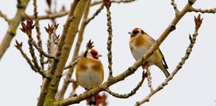 Nature Diary by Alice Henderson | Gathering Birds 