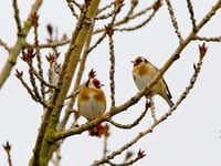 Nature Diary by Alice Henderson | Gathering Birds 