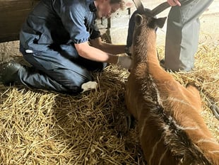 Tails from South Moor | TB or not TB by vet Ben Odbert