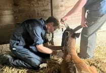 Sitatunga antelopes pass TB test for relocation