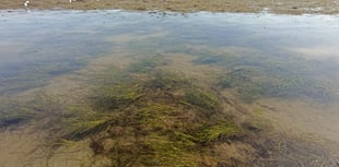 South Devon seagrass revival initiative