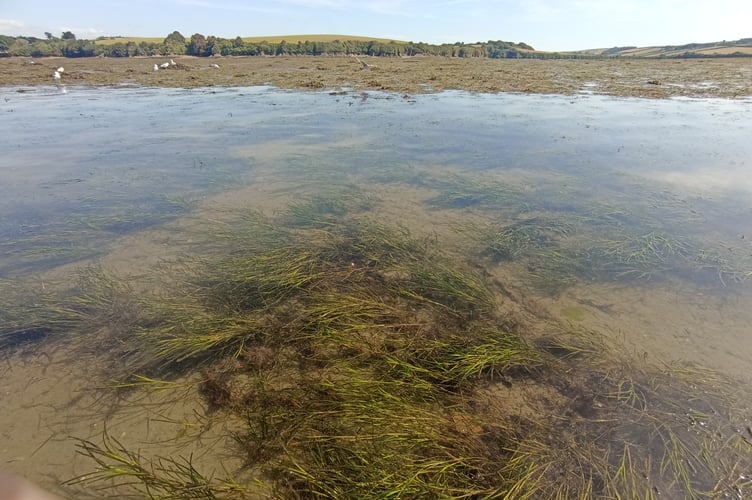 2025 canoe view of new dwarf seagrasses on the shore and the channel bed - Nigel Mortimer
