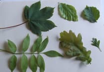 Can you identify these tree leaves and fruits?