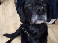 Tails from South Moor by vet Will McMullan | Pickle in a pickle