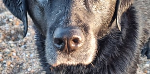 Tails from South Moor by vet Lou Newman | A good death?  