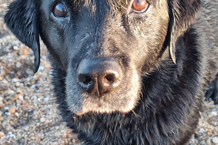 The word “euthanasia” comes from the Greek and taken literally means “good death”.