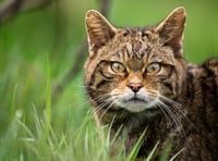 New report finds return of wildcats to Devon is feasible
