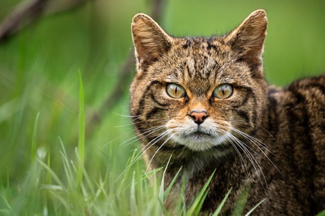 New report finds return of wildcats to Devon is feasible