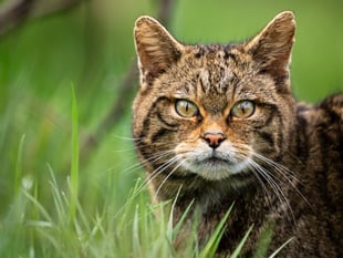 New report finds return of wildcats to Devon is feasible