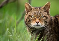 New report finds return of wildcats to Devon is feasible