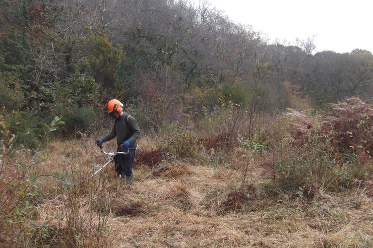 Attacking the scrub and thick grass with a brush-cutter