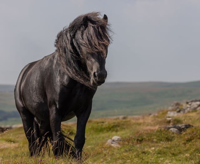 Help shape the  Rivers & Moorland Festival