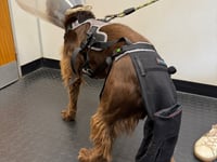 Tails from South Moor by Vet Melissa Gunter | Marvel-ous Tail Rescue