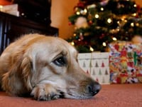 Vets warn dog owners of Christmas chocolate and raisin dangers
