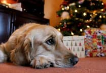 Protect your dogs this Christmas