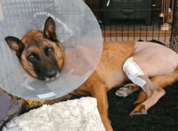 Retired police dog RPD Max's surgery success