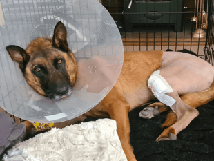 Retired police dog RPD Max's surgery success